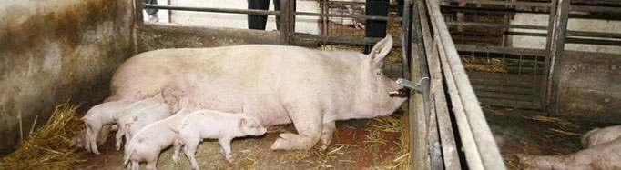 istinomer.rs front Ministarstvo: Ugovor sa nemačkim Tenisom uskoro, lokacija za farmu tajna none