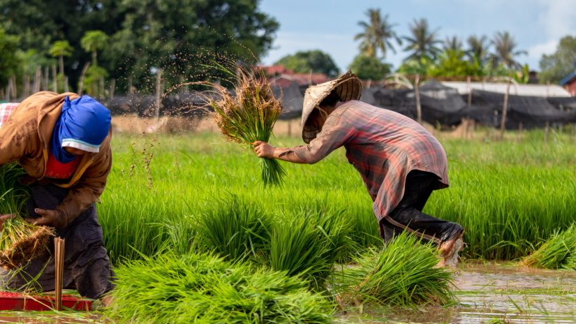 rice-production-canva