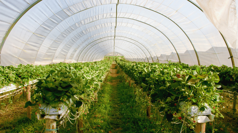 Norway-floating-greenhouse-canva