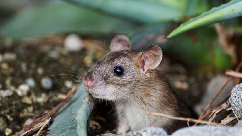 mouse-fever-canva